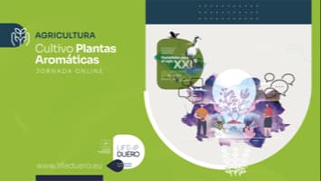 CULTIVO PLANTAS AROMATICAS