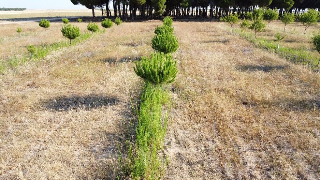 Cultivo