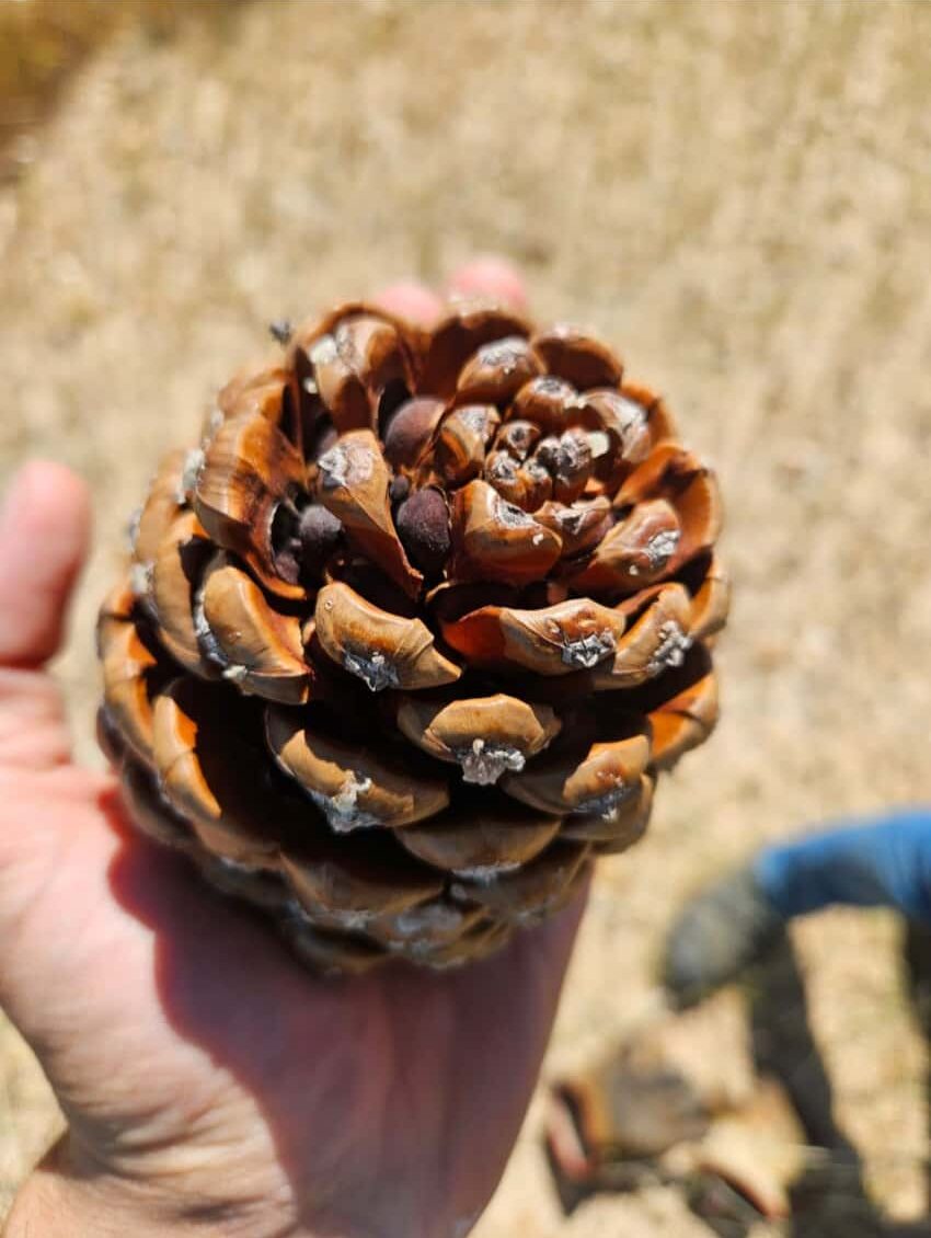La plantación de pino piñonero empieza a dar frutos en la parcela ...