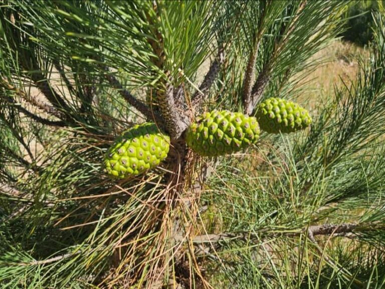 Piñas